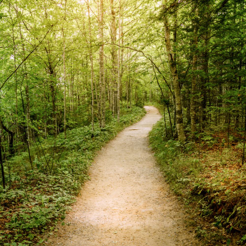 terapia caminando por la naturaleza
